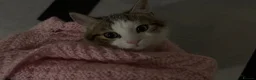 Domestic Shorthair cats for sale: 5 month old cat in Belfast - Advert 2