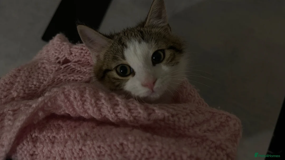 Domestic Shorthair cats for sale: 5 month old cat in Belfast - Advert 2