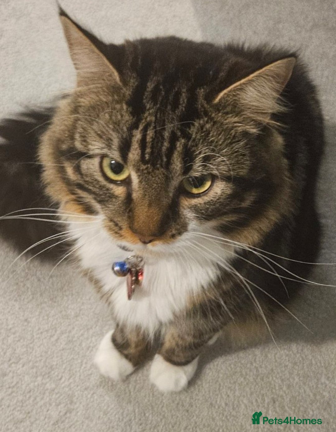 Mixed Breed cats for sale: Lovely Adult Tabby Cat Looking to be Rehomed - Advert 4