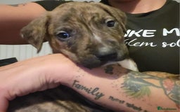 Mixed Breed dogs for sale: 8 beautiful presa canario x huntaway puppies  - Image 4