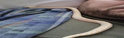Snake reptiles for sale: Albino Hognose Snake with great temperement - Advert 2