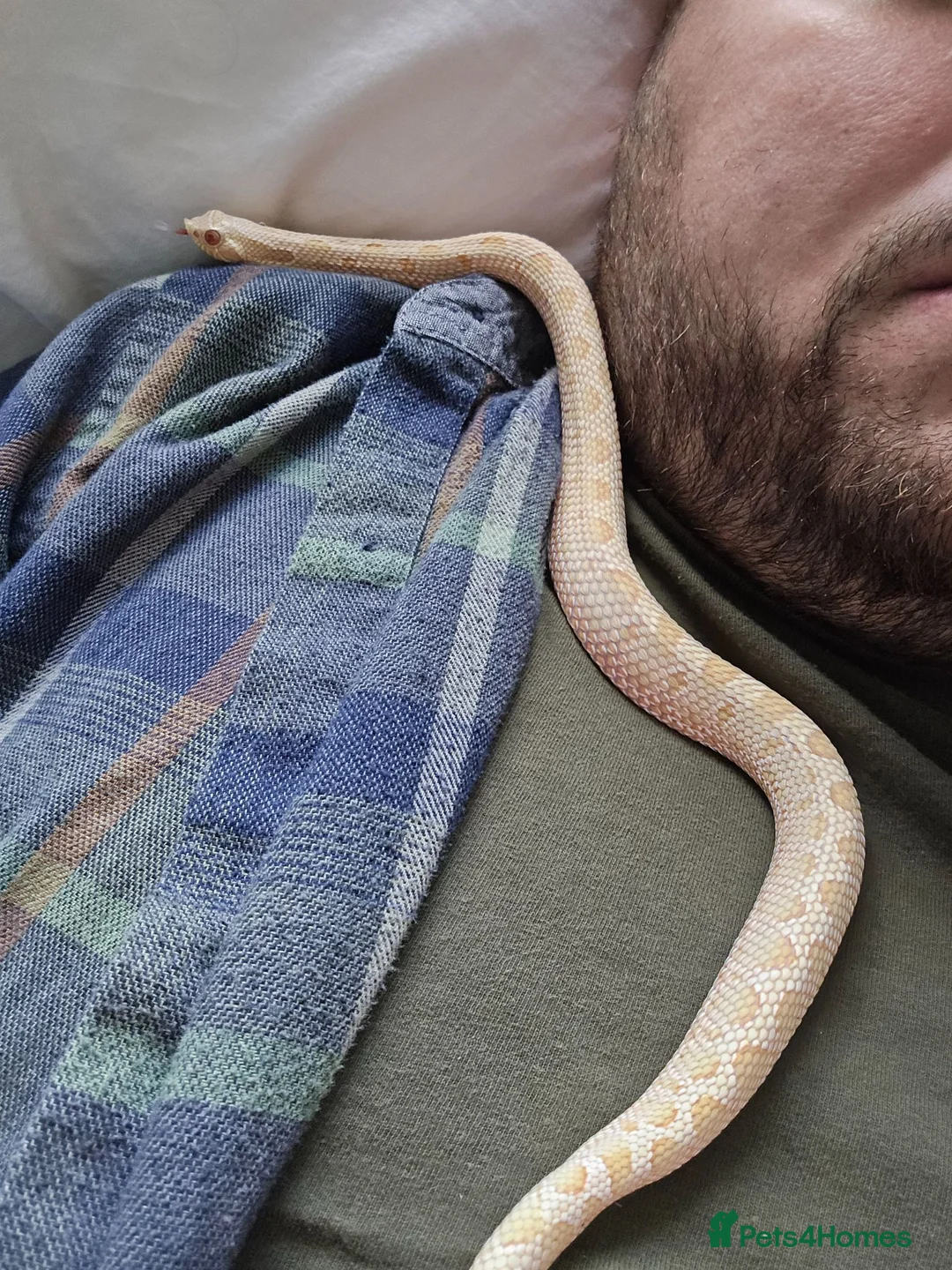 Snake reptiles for sale: Albino Hognose Snake with great temperement - Advert 2