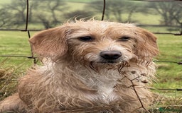 Mixed Breed dogs for sale: Jack Russel Pups in Machynlleth - Image 1