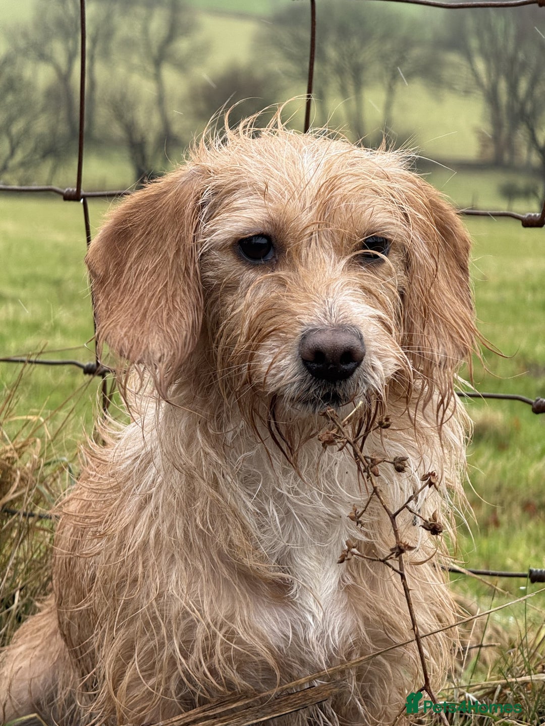 Mixed Breed dogs for sale: Jack Russel Pups in Machynlleth - Image 1