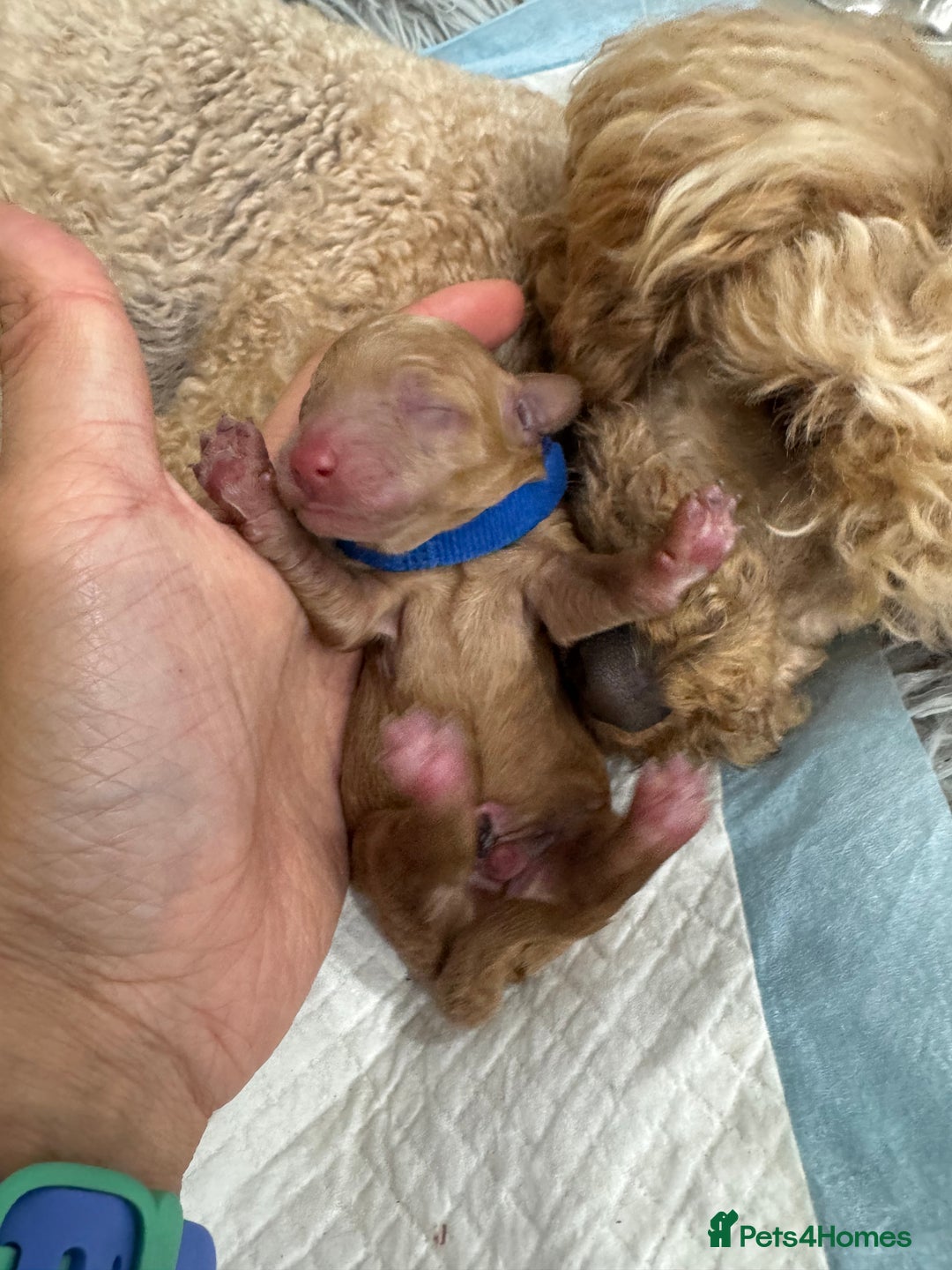 Toy Poodle dogs for sale: KC Registered Toy Poodle Puppies - Image 10
