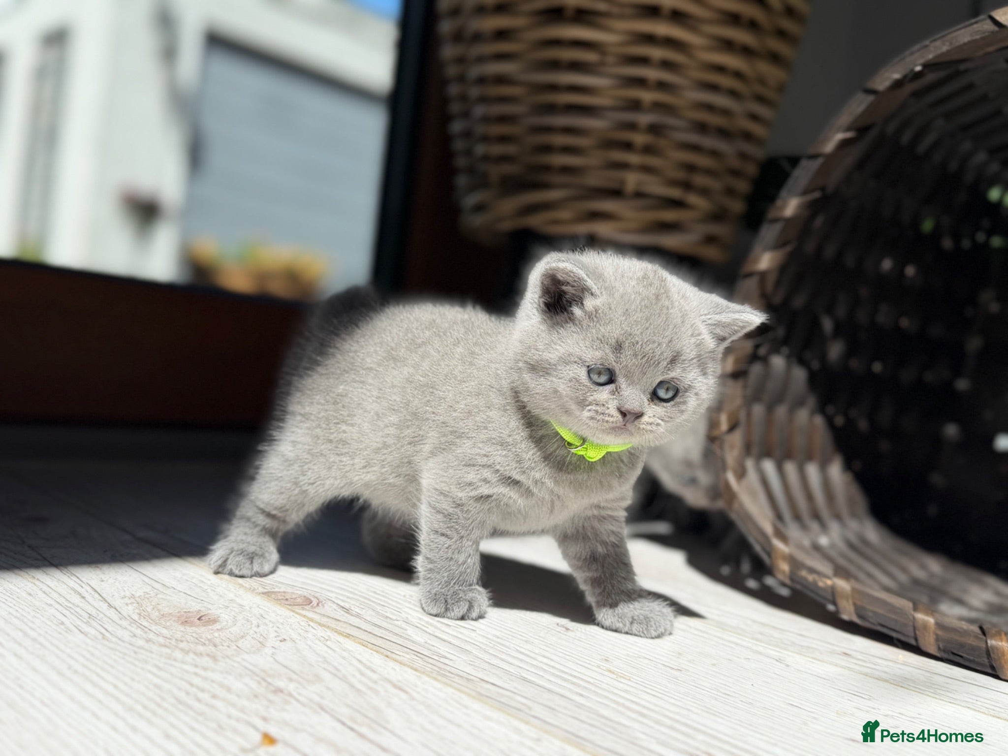 British Shorthair cats British shorthair kittens  - Advert 1