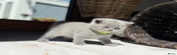 British Shorthair cats for sale: British shorthair kittens  - Advert 1