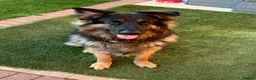 German Shepherd dogs for stud: German shepherd FOR STUD fee to be negotiated in Newark - Advert 6
