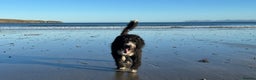Bernedoodle dogs for sale: Expecting Litter End Feb 2026 - Newcastle  - Advert 2
