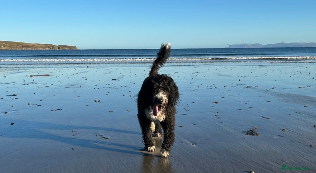 Bernedoodle dogs for sale: Expecting Litter End Feb 2026 - Newcastle  - Advert 2