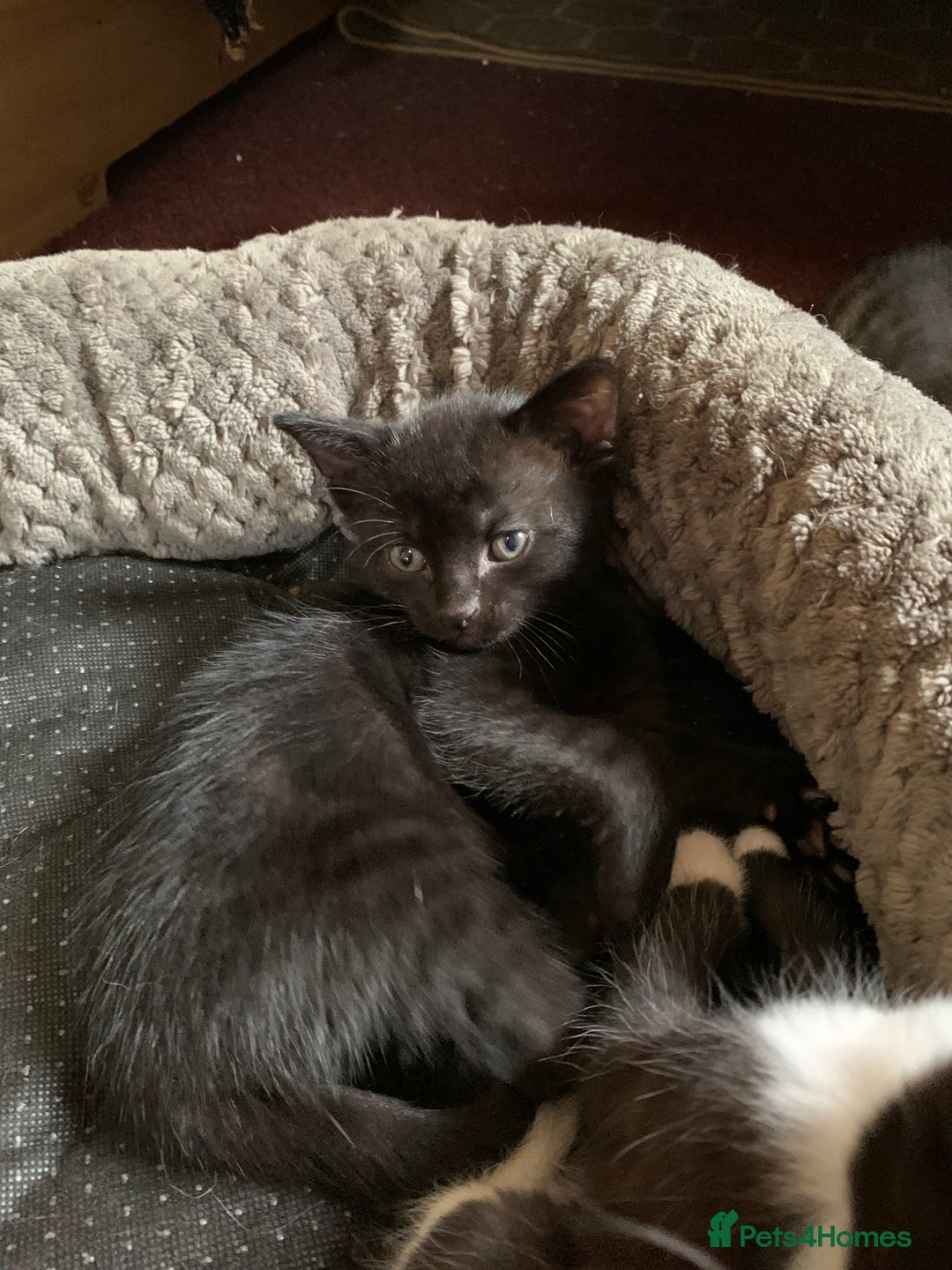 Domestic Shorthair cats for sale: Tabby kittens for sale - Image 25