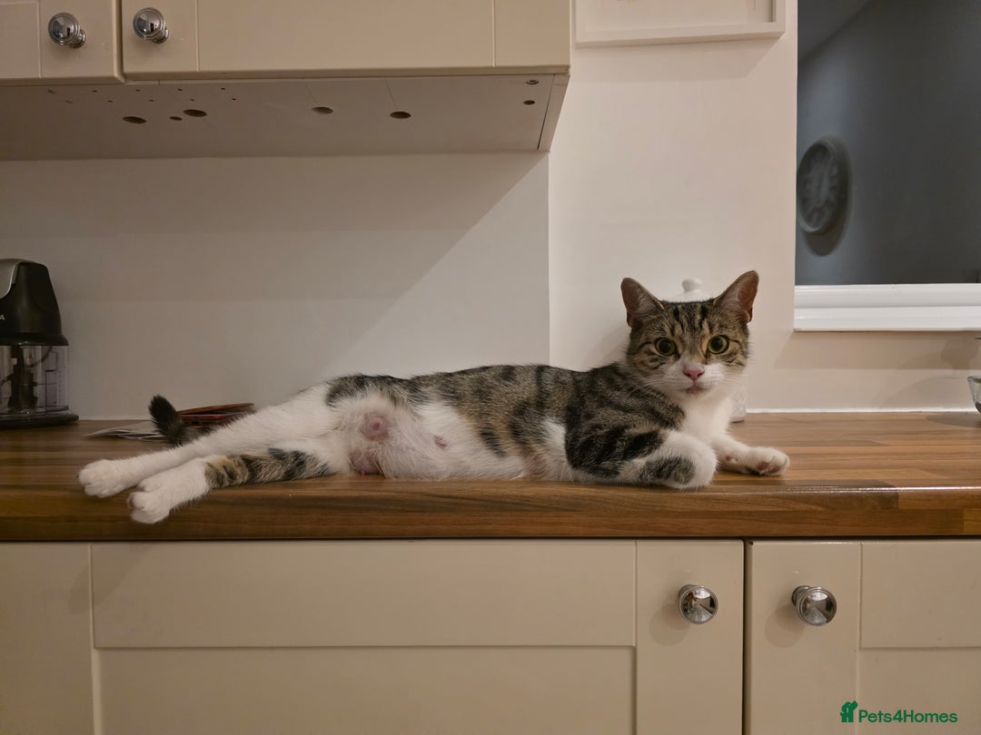 British Shorthair cats for sale: BSH Tortoise Shell  - Image 14