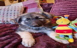 German Shepherd dogs for sale: Gorgeous long coated German Shepherd puppies - Image 20