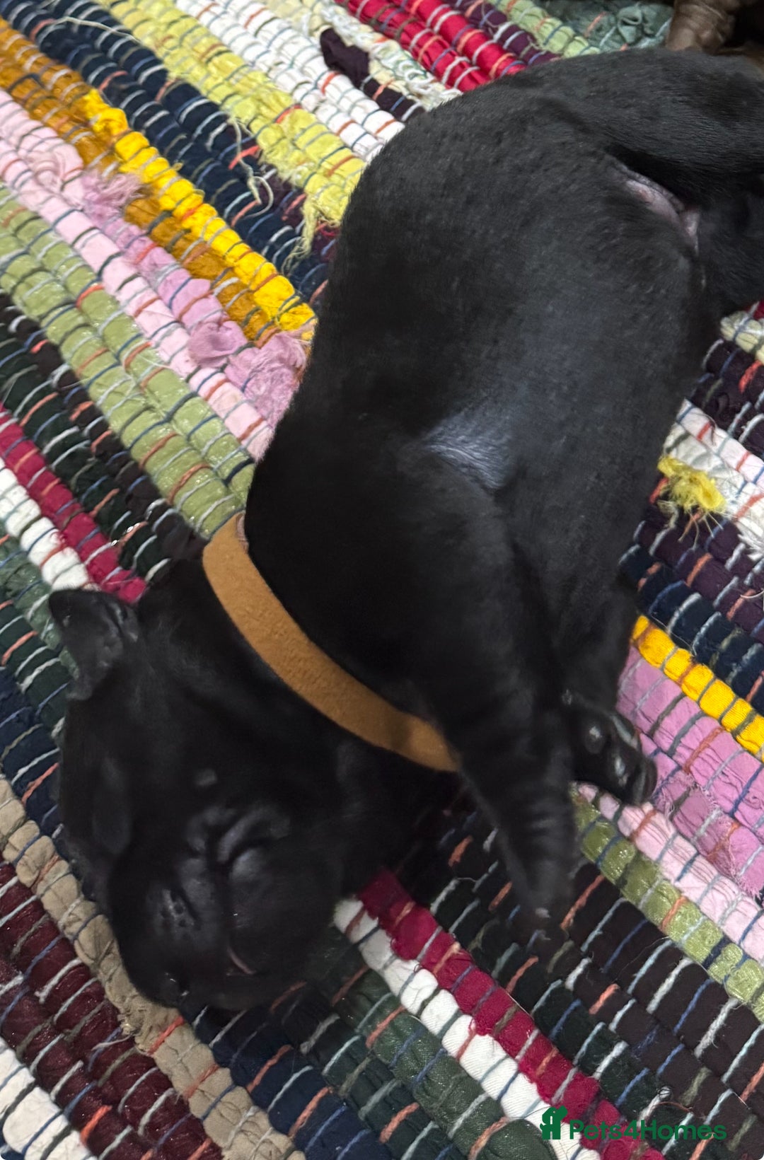 Labrador Retriever dogs for sale: One stunning girl, ready now 9Nov!  - Image 9