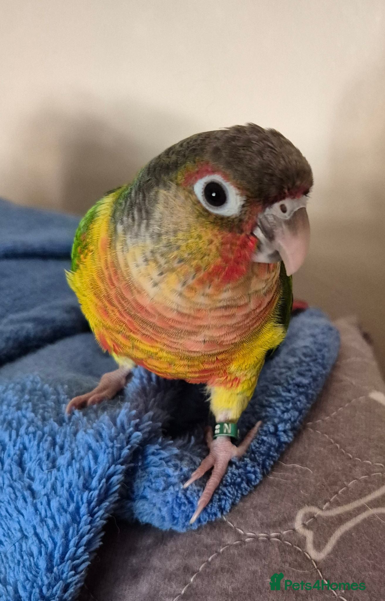 Conures birds 9 month old hand tame conure - Advert 1