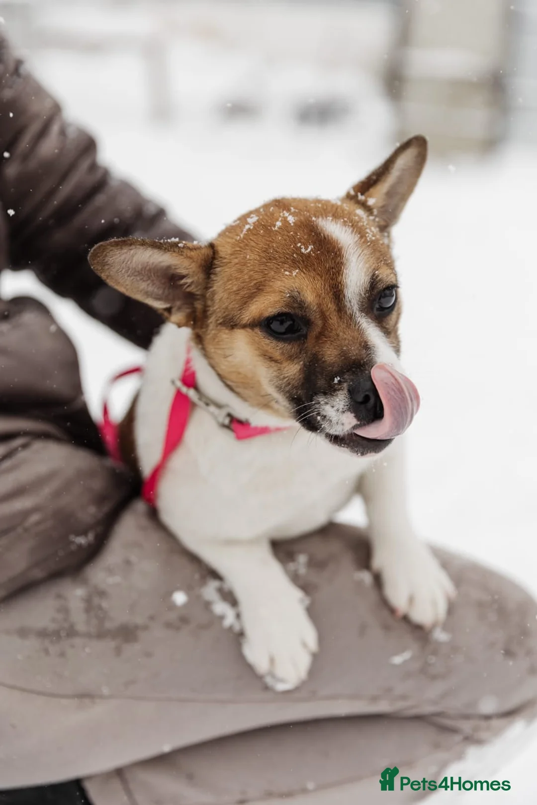 Mixed Breed dogs for adoption: 💖🐶 DEMI-MOON 🐶💖 - Advert 7