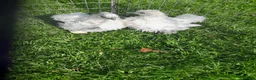 Chickens poultry for sale: Rare and beautiful frizzled silkie chicks £15 each - Advert 1