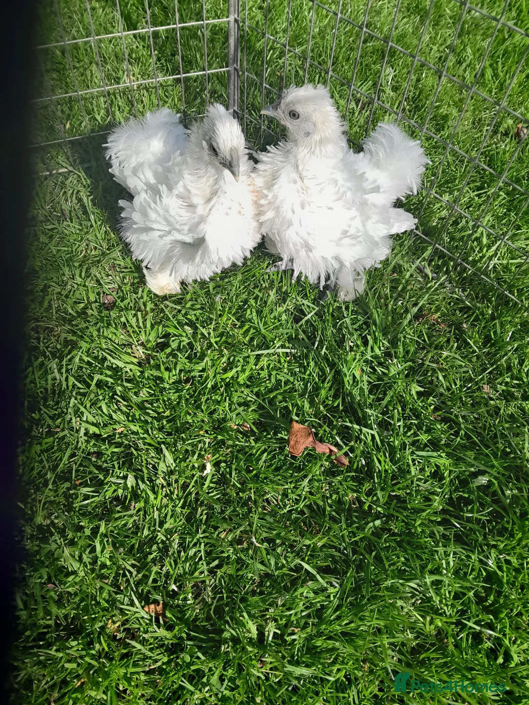 Chickens poultry for sale: Rare and beautiful frizzled silkie chicks £15 each - Advert 1