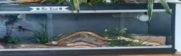 Corn Snake reptiles for sale: 5yo corn with vivarium - PRICE NEGOTIABLE - Advert 5