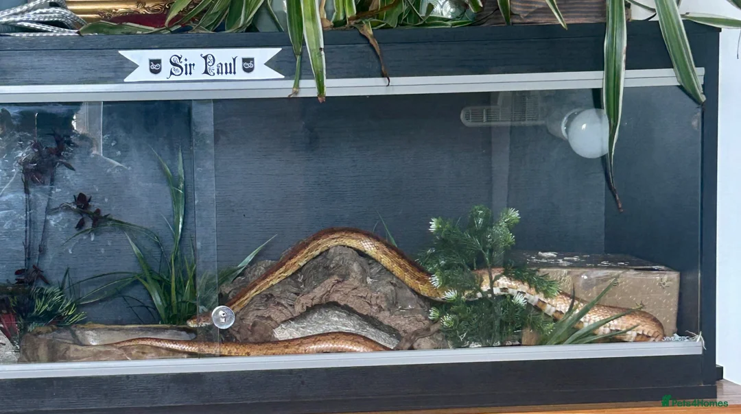 Corn Snake reptiles for sale: 5yo corn with vivarium - PRICE NEGOTIABLE - Advert 5