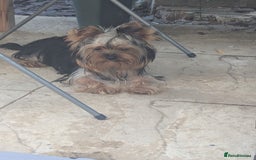 Yorkshire Terrier dogs for sale: Female Yorkshire terrier  - Image 6