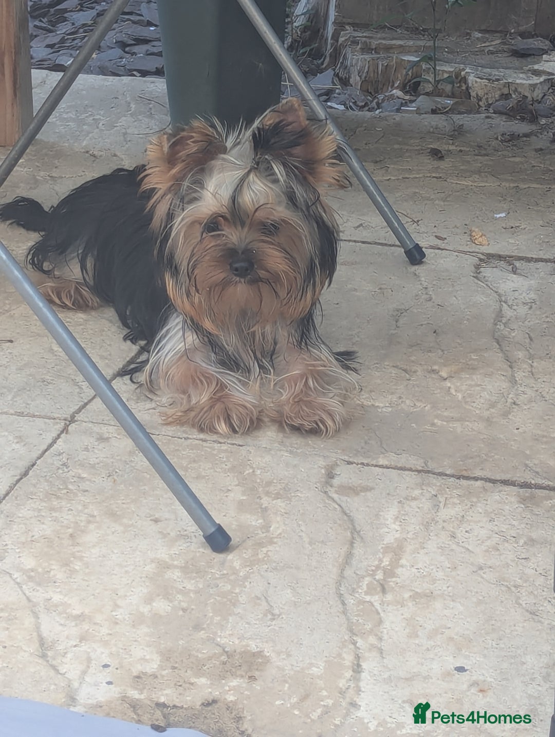 Yorkshire Terrier dogs for sale: Female Yorkshire terrier  - Image 6