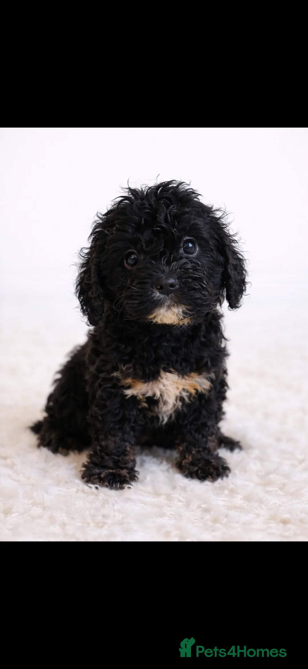 Cavapoo dogs for sale: F1 health tested Cavapoo puppies  - Advert 2