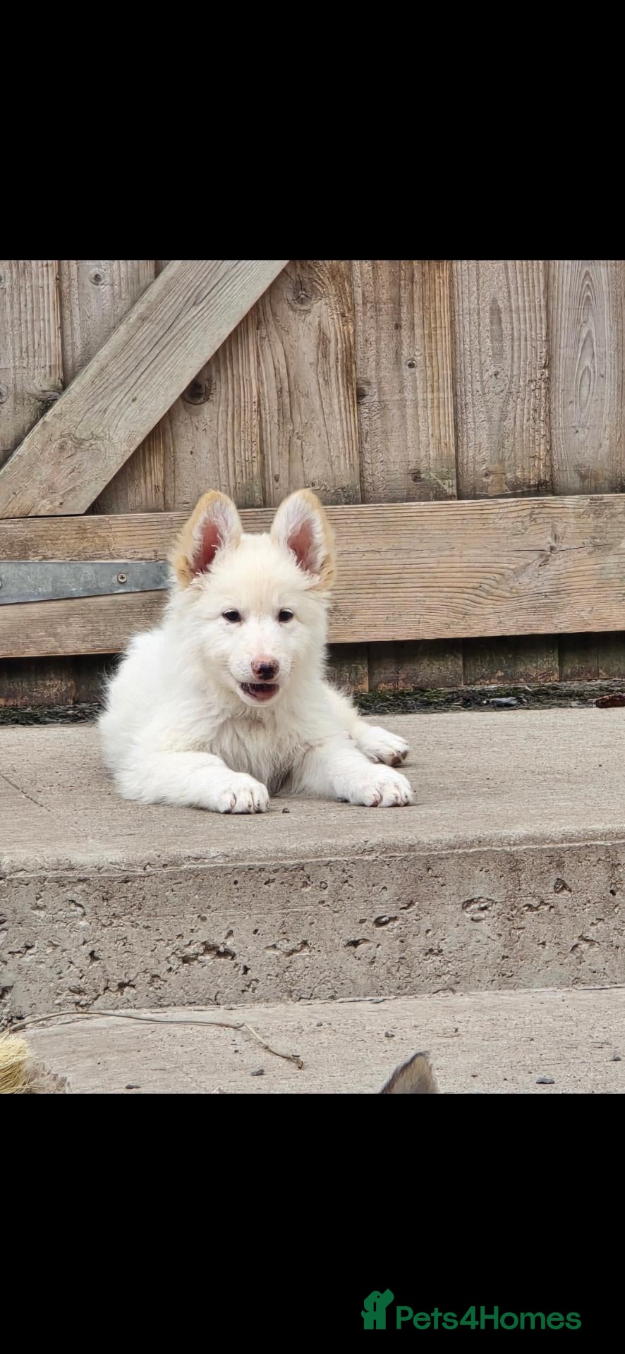 German Shepherd dogs 💥 READY TO LEAVE💥💕Lunas pups 💕 - Advert 2