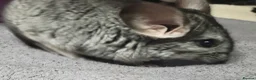 Chinchilla rodents for sale: 4 baby grey female chinchillas - Advert 7