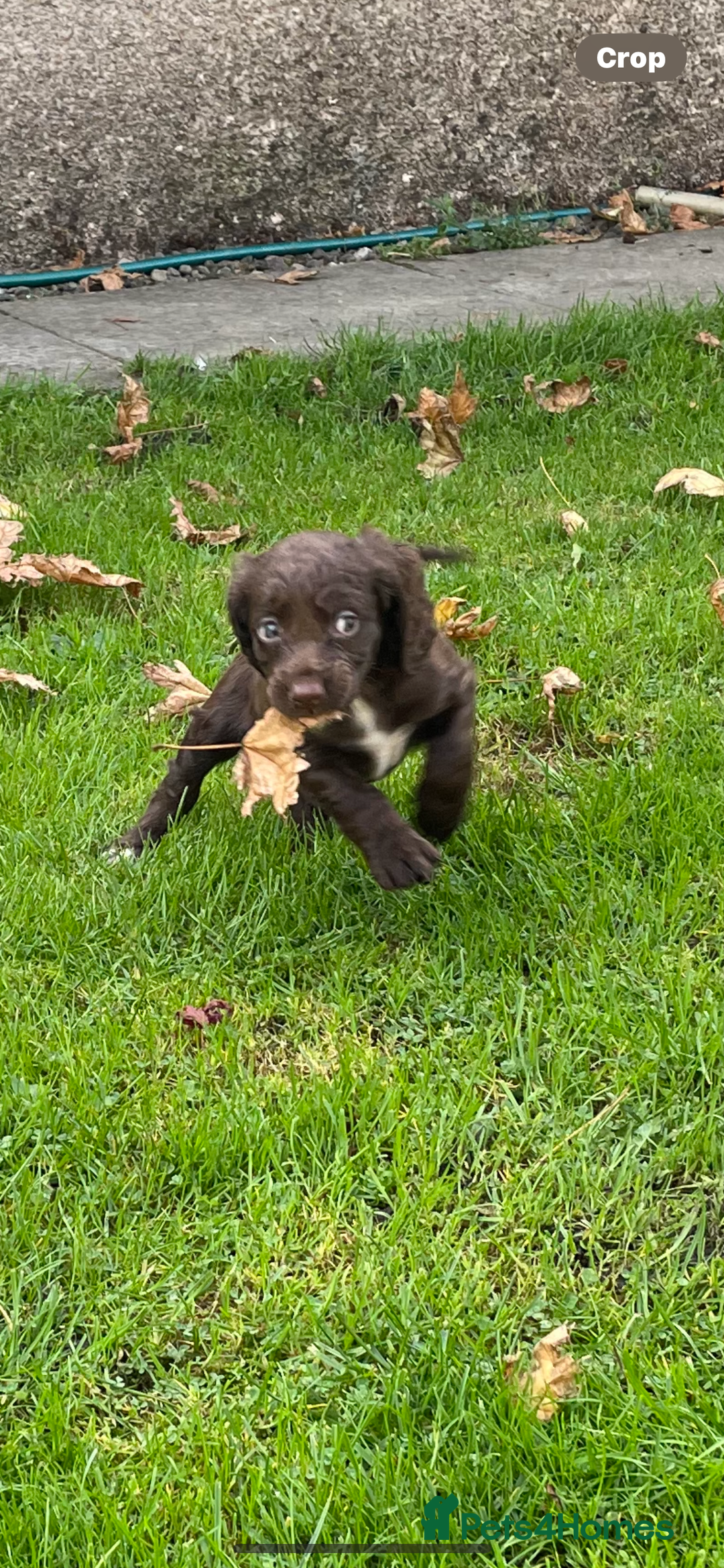 Cocker Spaniel dogs for sale: Adorable working cocker spaniel puppies  - Image 3