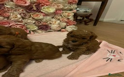 Cavapoo dogs for sale: 5⭐️ F1B Cavapoo’s - Image 11