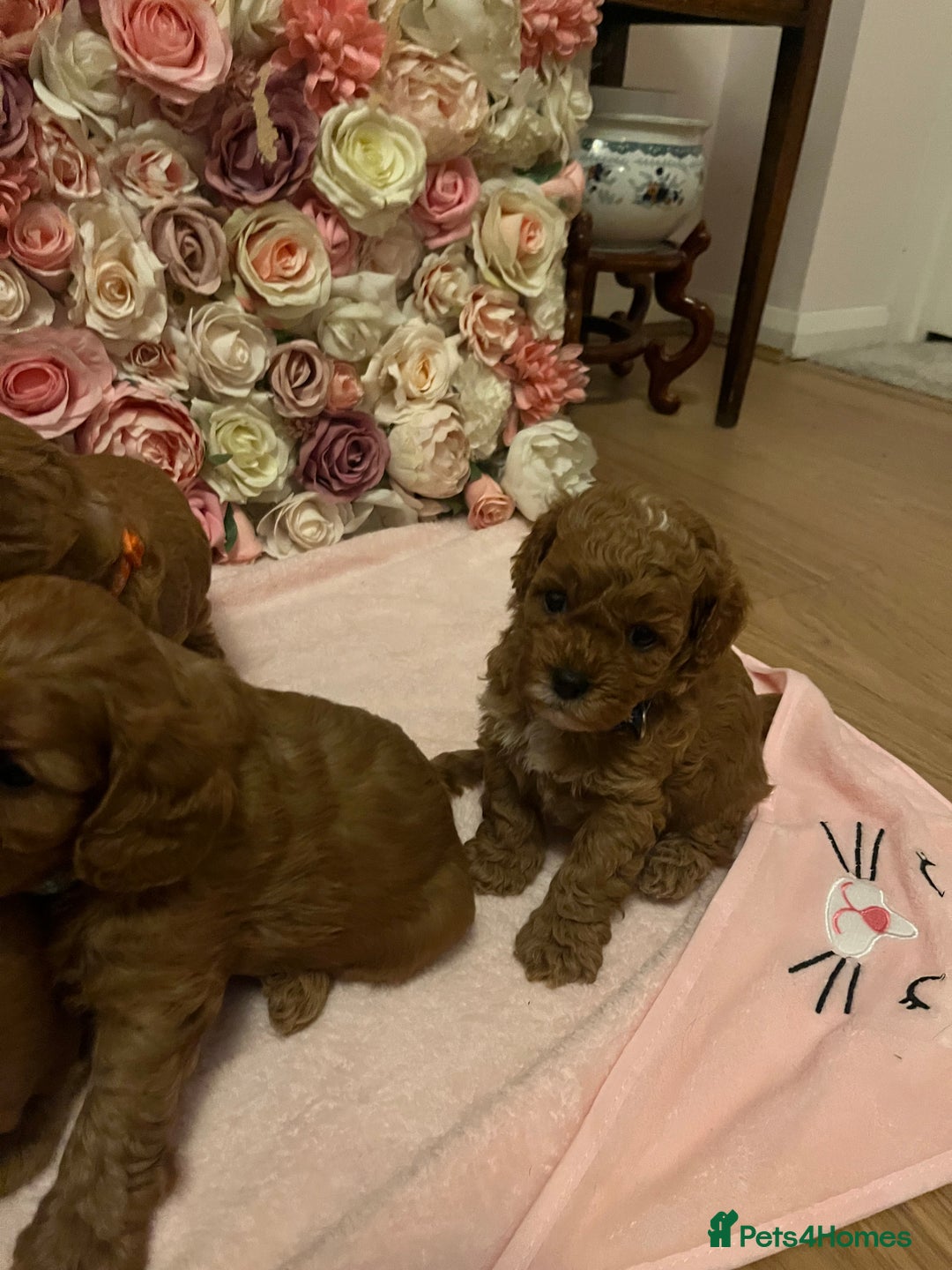 Cavapoo dogs for sale: 5⭐️ F1B Cavapoo’s - Image 11