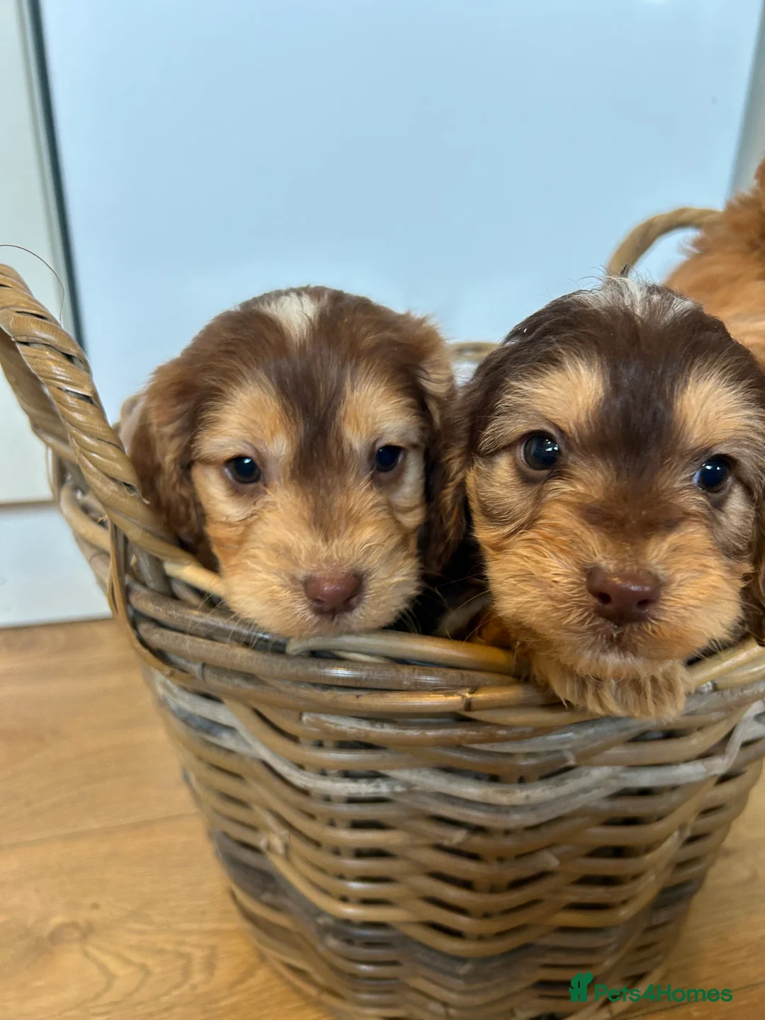 Cockapoo dogs for sale: Stunning Cockapoo Puppies  - Advert 14