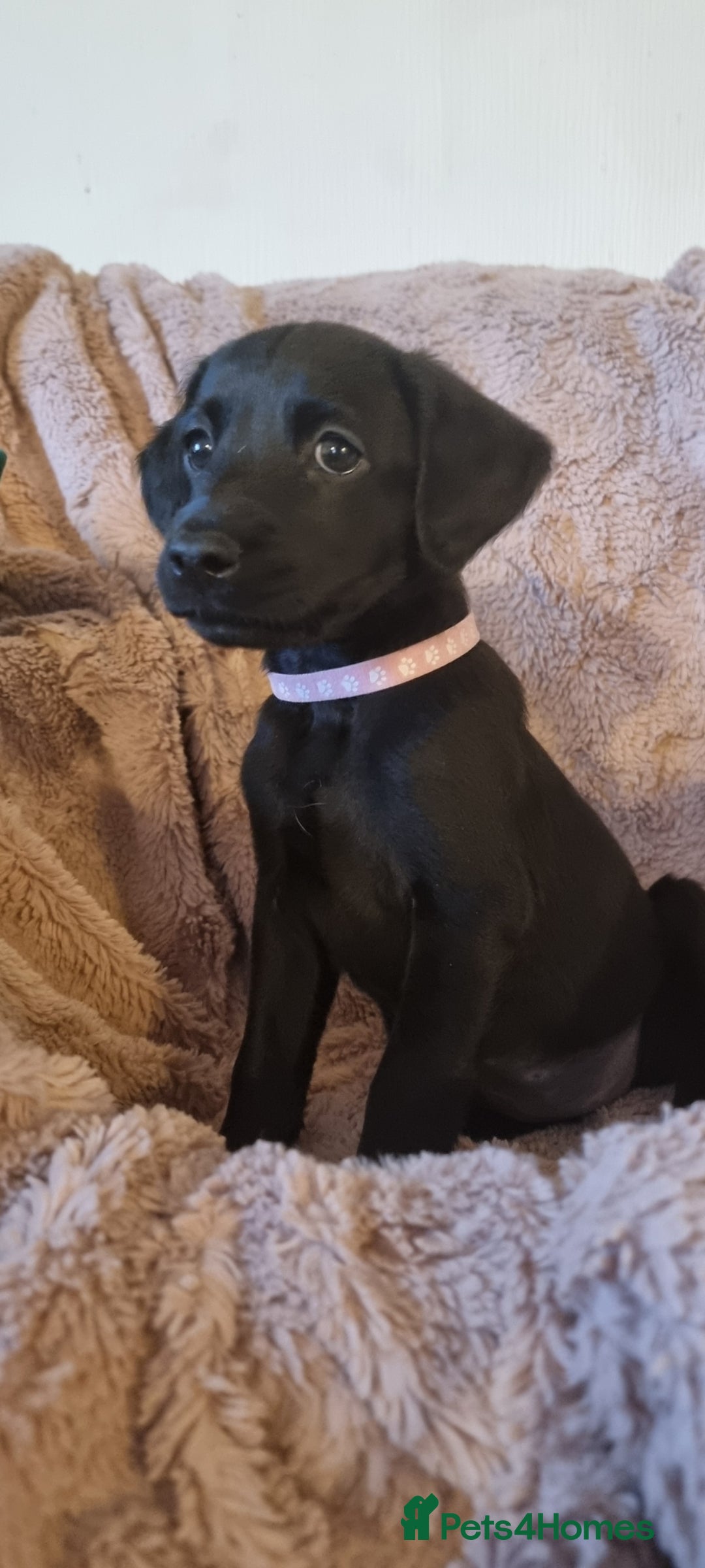 Labradoodle dogs for sale: Beautiful little Girl - Image 2