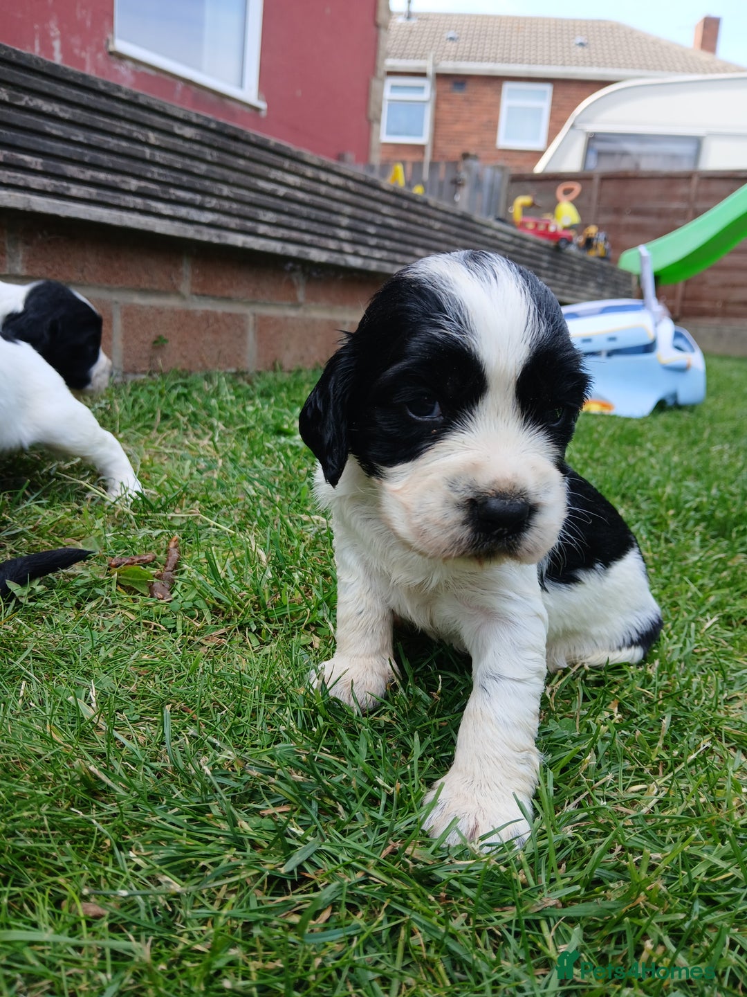 Sprocker dogs for sale: READY NOW !! 3 sprocker spaniels left  👀🏡✨️ in Wakefield - Image 24