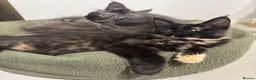 Maine Coon cats for sale: GCCF Reg Stunning Maine coon kittens  - Advert 3