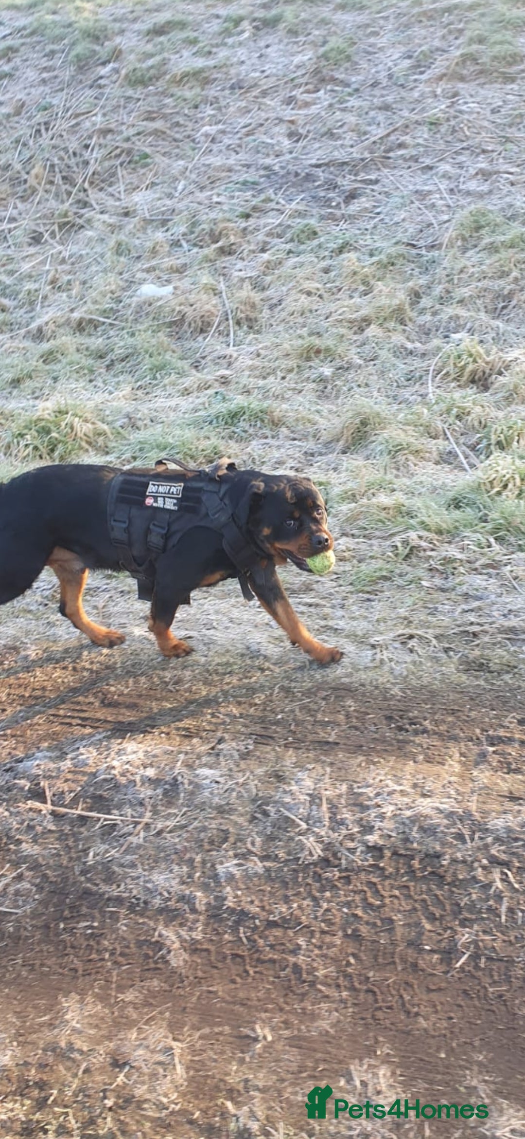 Rottweiler dogs for sale: Kc reg stunning rottweiler puppies - Advert 2