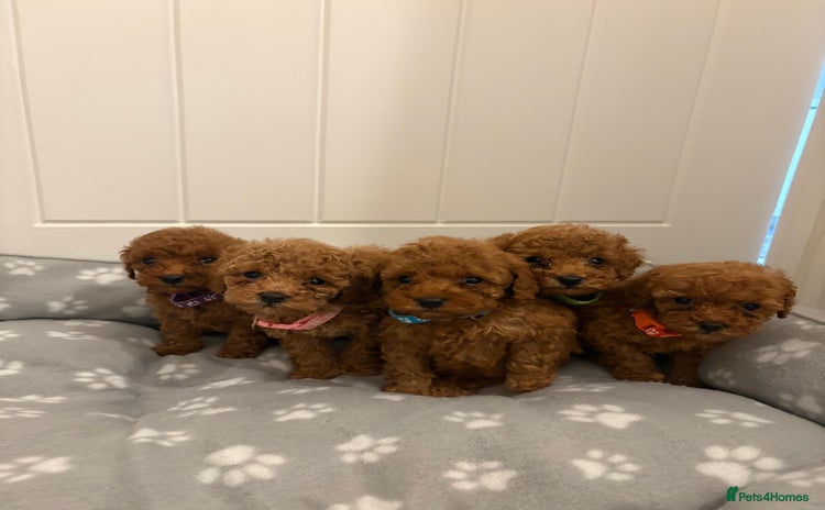 Toy Poodle dogs - Advert 10