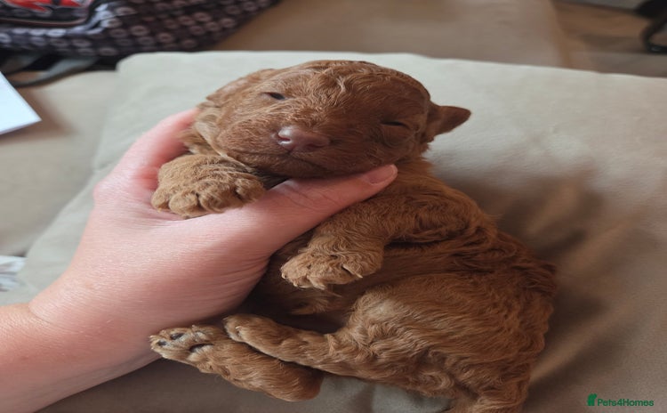 Cockapoo dogs - Advert 16