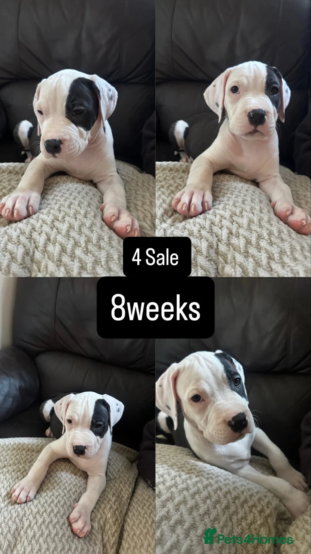 American Bulldog dogs for sale: Puppies for sale only 3 left in Mitcham - Advert 2