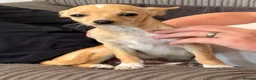Chihuahua dogs for sale: Beautiful baby boy for sale - Advert 4