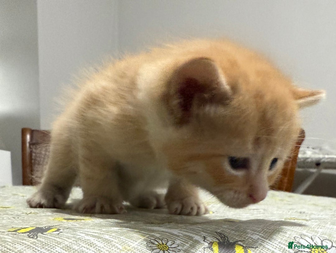 Ragdoll cats for sale: Ragdoll vs tuxedo mix breed 7 kitten for sale  in Hayes - Image 28