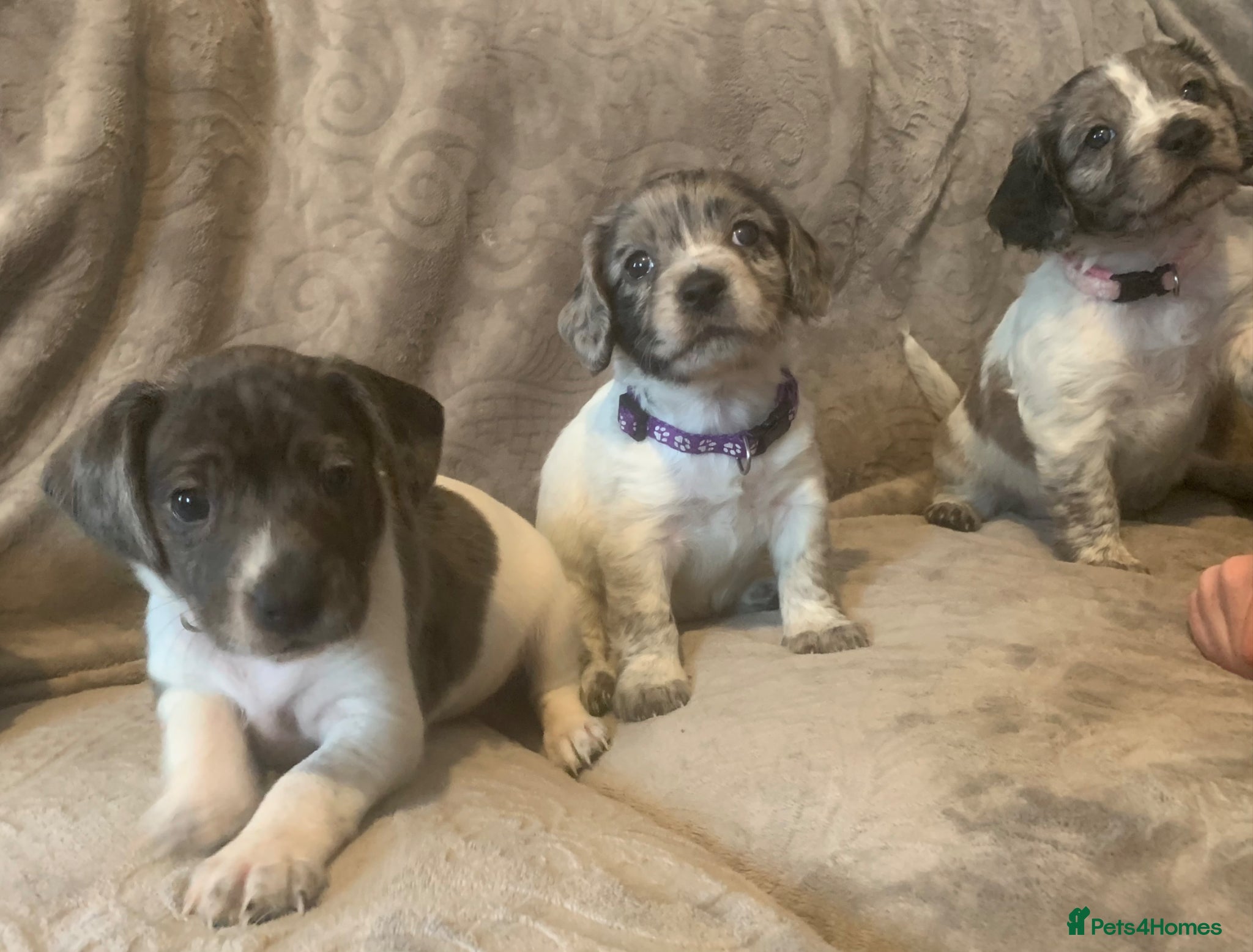 Mixed Breed dogs 3 beautiful puppies left ❤️ ready saturday  - Advert 2