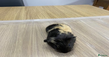 Guinea Pig rodents - Advert 2