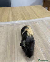Guinea Pig rodents - Advert 2