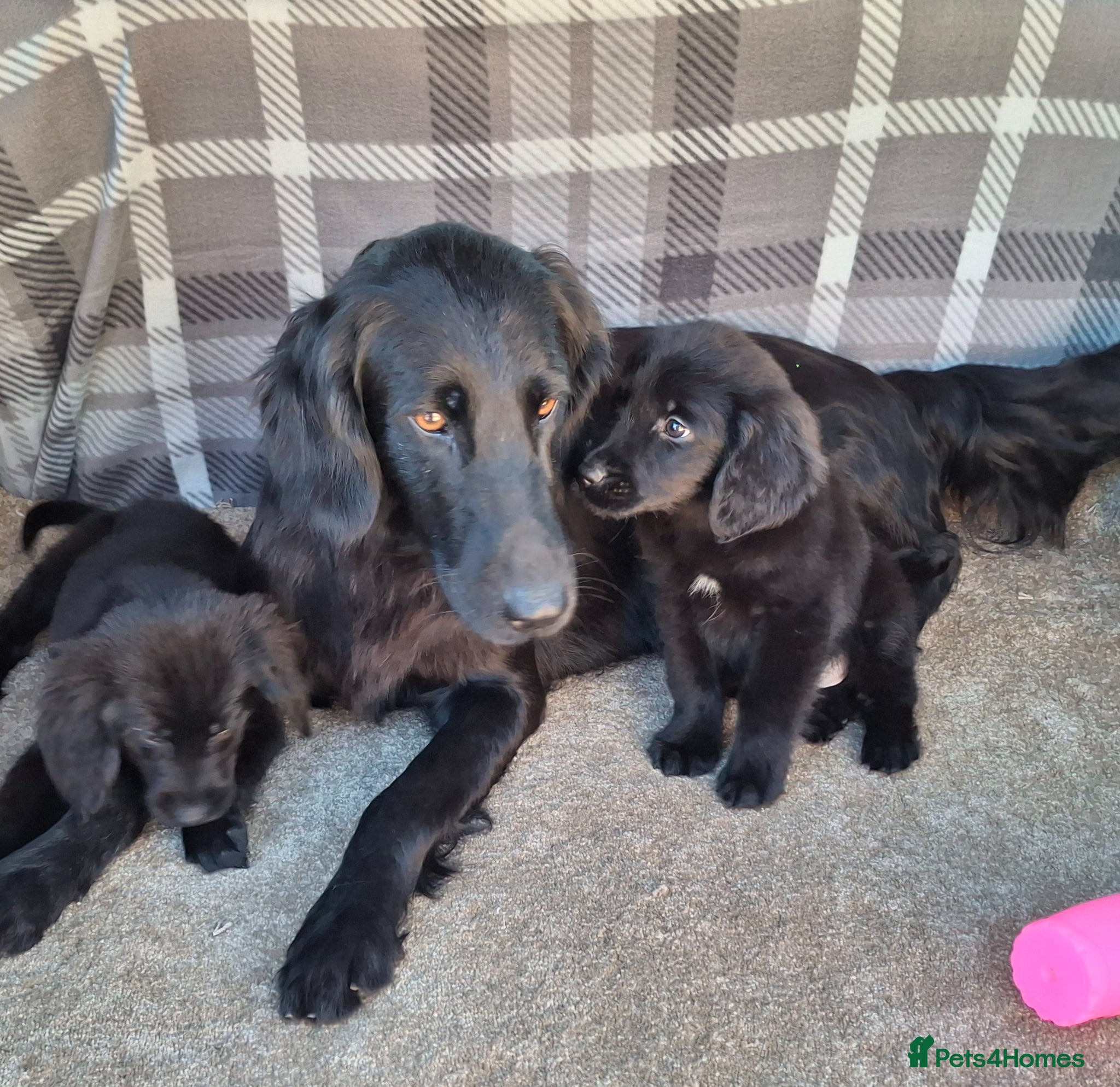 Mixed Breed dogs Health tested Flatcoat x golden retriever puppies. - Advert 2