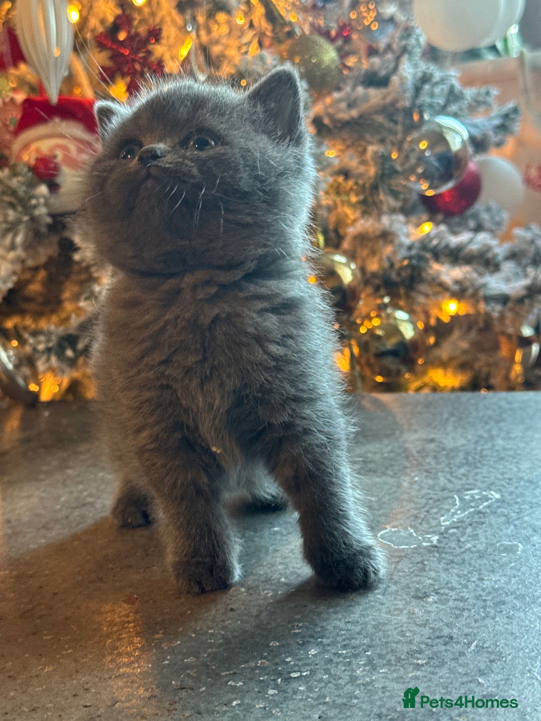 British Shorthair cats for sale: Blue British shorthair 🏆🏆🏆💙💙💙 - Advert 15