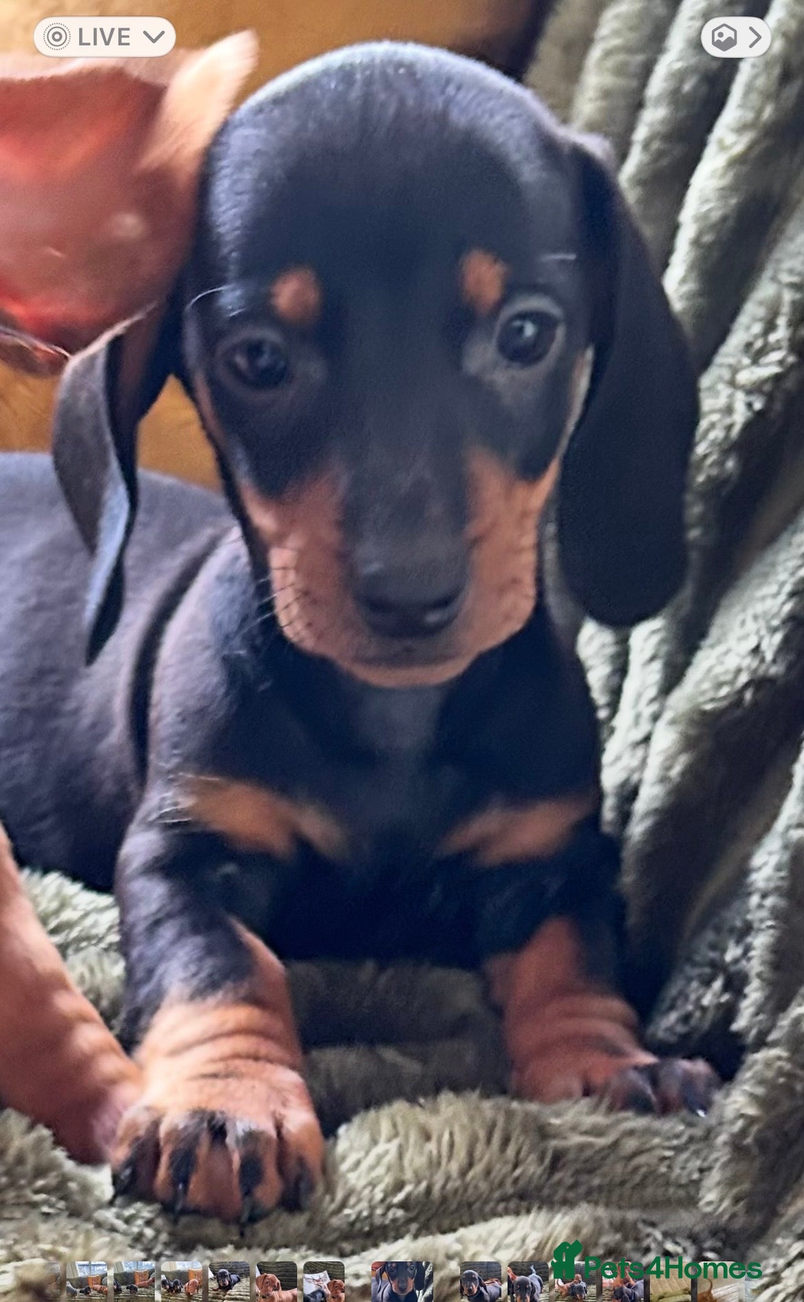Dachshund dogs CHAMPION LINES - STANDARD KC SMOOTH DACHSHUNDS  - Advert 2
