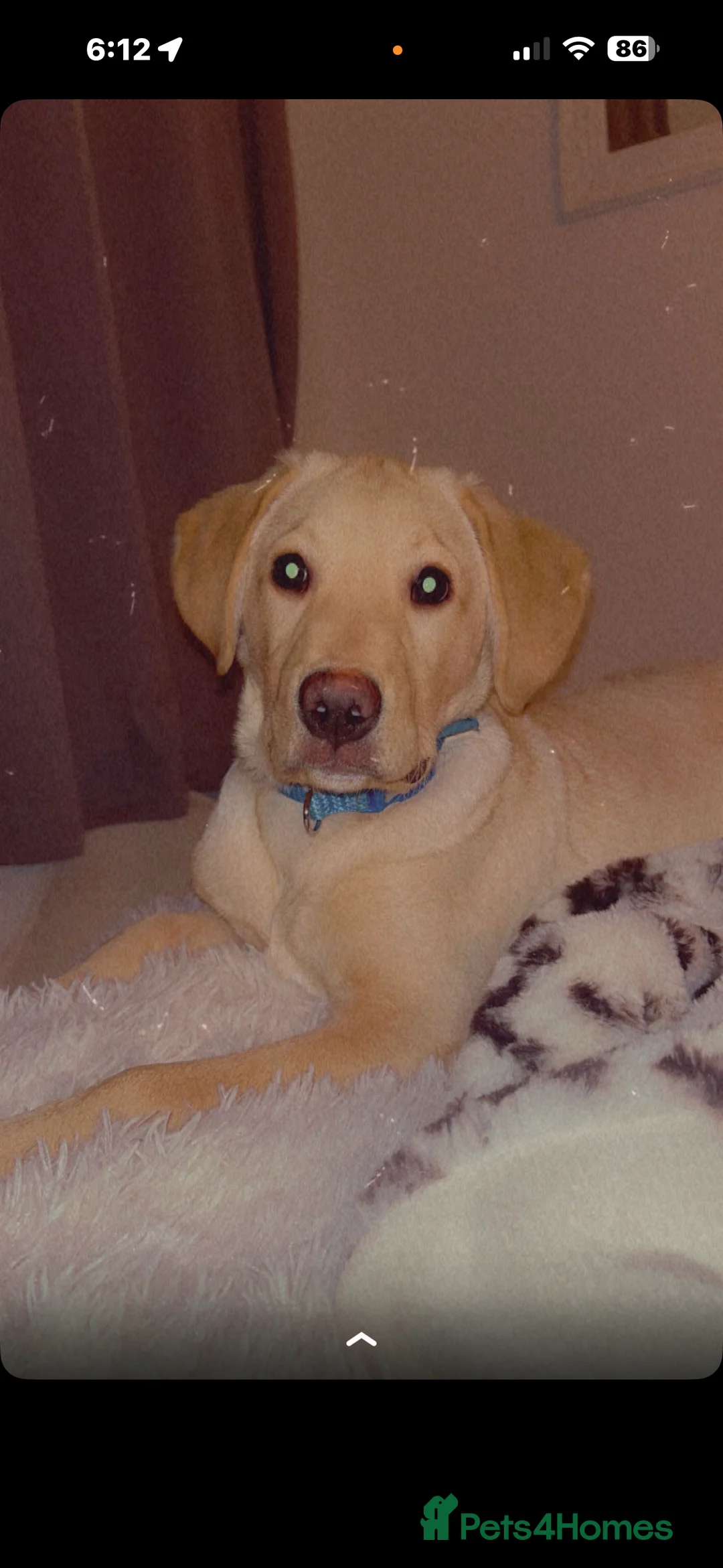 Labrador Retriever dogs for sale: 4 month male Labrador  - Advert 1