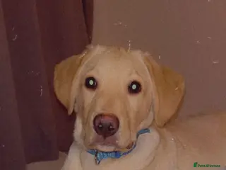 Labrador Retriever dogs 4 month male Labrador - Advert 1